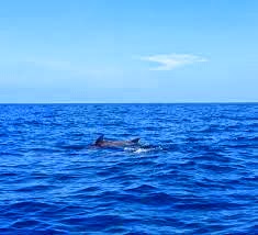 Fun and Cheap Placencia Activities 18 Remaxvipbelize: Dolphin watch
