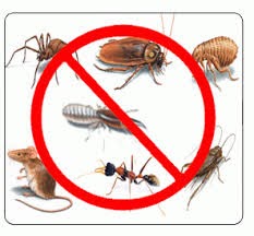 massey pest control