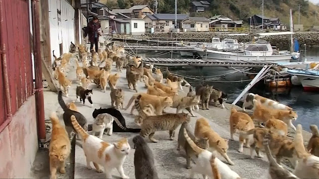 Tashirojima, la isla de los gatos
