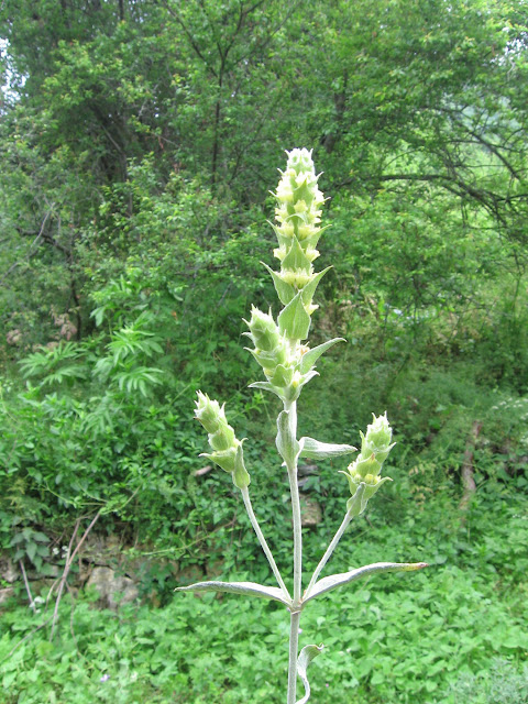 Mountain Tea - Lat: Sideritis Scardica