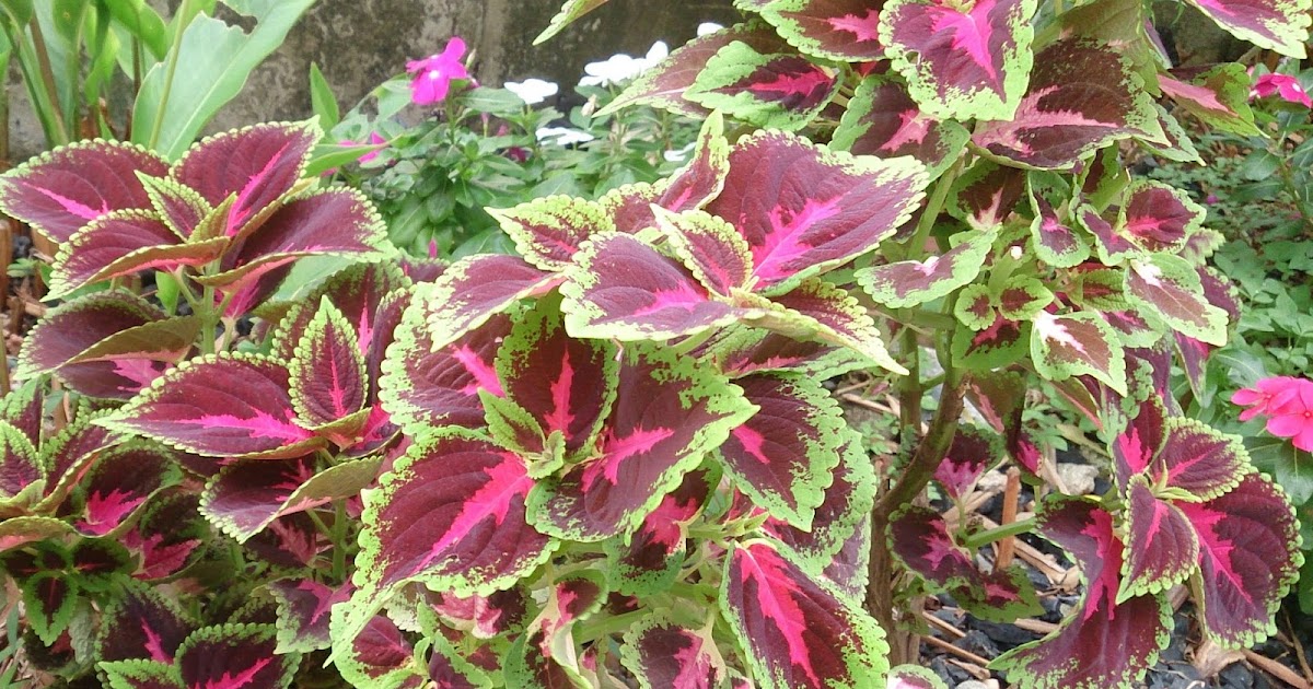 Show 44: Plant ID for Emergency Herbal Medicine