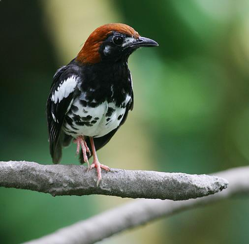 Harga Macam  macam  Jenis Burung  Kicau dan Hias Gemar 