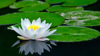 Dcnet Serang Ciri Khusus Tumbuhan Dan Fungsinya