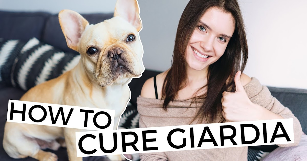 julia caban How To Get Rid Of Giardia In Dogs I Cured My Frenchie!