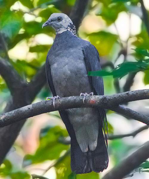 Ashy wood pigeon Birds of India Bird World