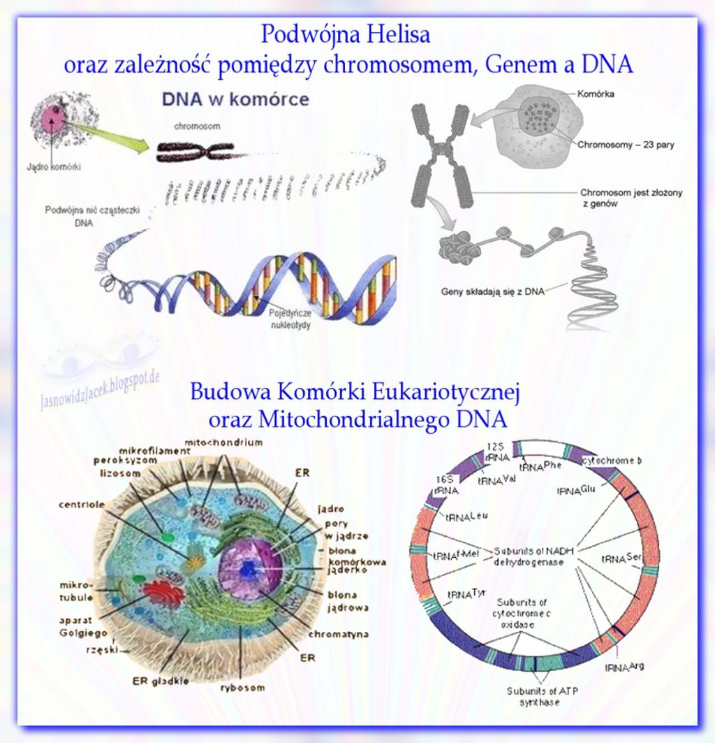 Nośnik Informacji Genetycznej Dna Klasa 8 uZDROWIEnie i Wyzwalanie Holistyczne Cielesno DUCHOWE Cały Świat