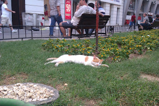 Kalabalık arasında parkta uyuyan bir kedi