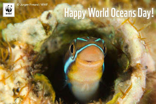 World Oceans Day HD Pictures, Wallpapers