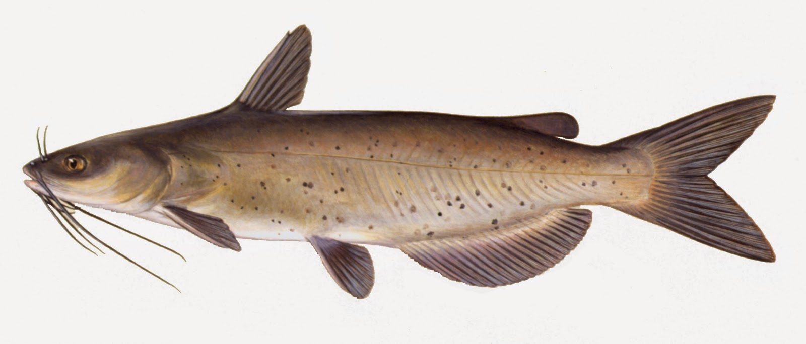 Take it Outside Fish Iowa! Iowa Fish Species Catfish Family