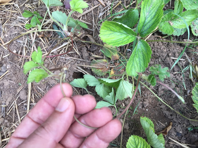 Most of strawberry varieties produce runners. These runners are stolons. These horizontal stems are sent outward from the base of the strawberry plants, and new strawberry plants will form at the end.