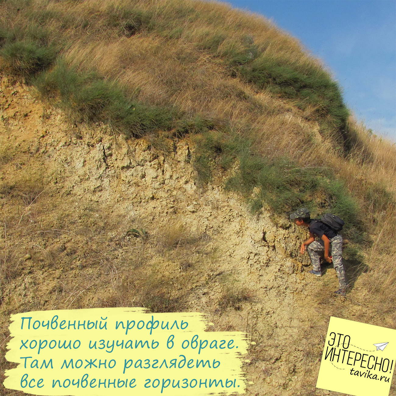 Что Такое Почва Фото Что Такое Почва Фото