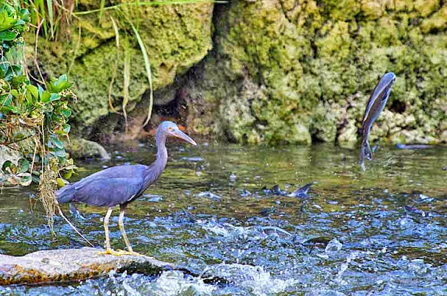 fish jumping out of water, water bird