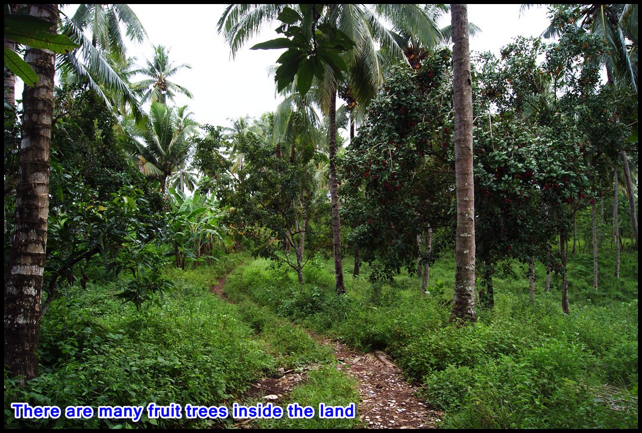 Manado House and Property For Sale