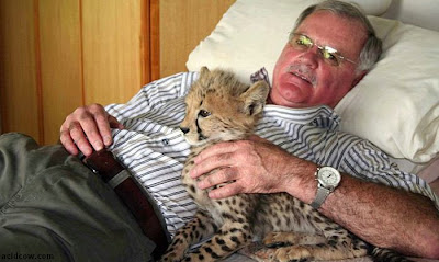 big_cat0.jpg