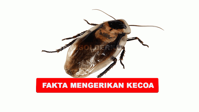 5 FAKTA MENGERIKAN TENTANG KECOA