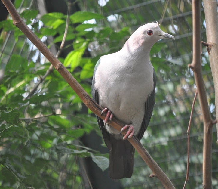 ZOOTOGRAFIANDO (6.100 ANIMALS) DÚCULA VERDE / GREEN IMPERIALPIGEON
