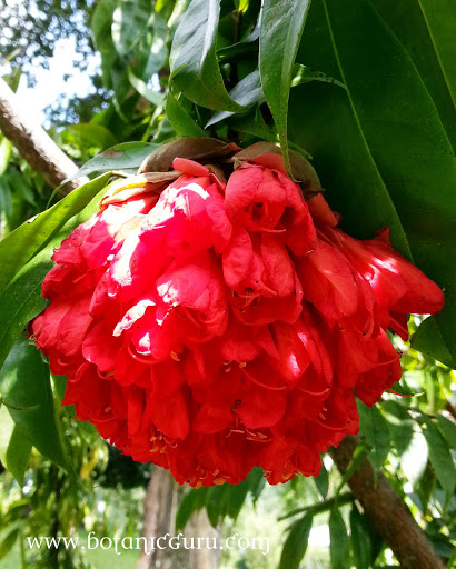 Brownea grandiceps, Scarlet Flame Bean, Rose of Venezuela flower