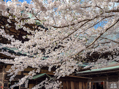 Someiyoshino-zakura (Prunus yedoensis) flowers: Kencho-ji