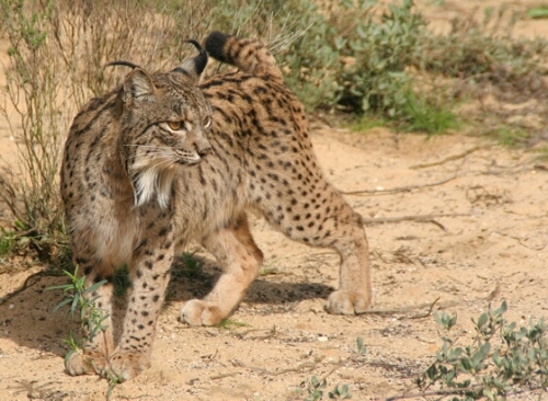 lince-iberico