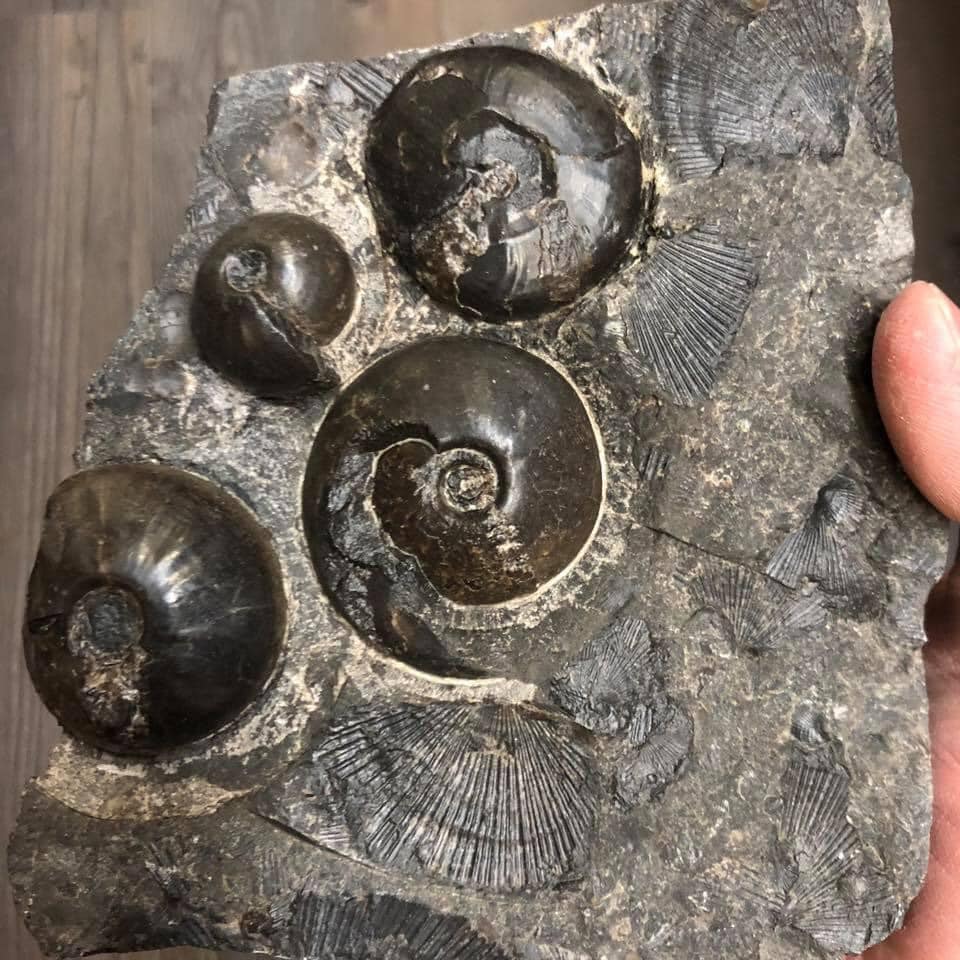 FIVE 5 CHARGED NICE Black Orthoceras Ammonite Fossils 350 Million Years Old 