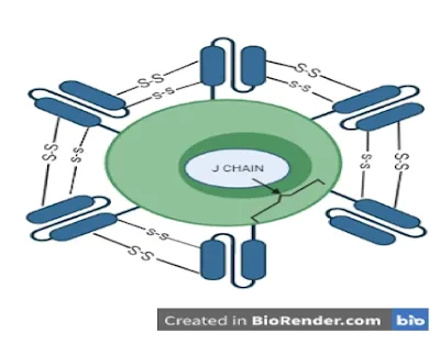 Mucosal IgA Response Against HIV Infection (#biochemistry)(#ipumusings)(#HIV)(#medicine)