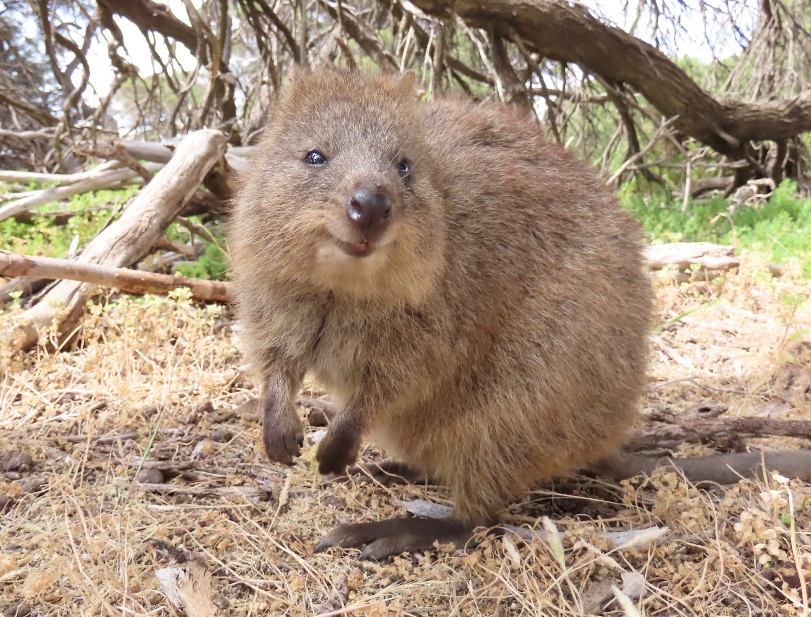 元の動物 笑顔 オーストラリア 最高の動物画像