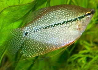 Ikan Sepat Mutiara