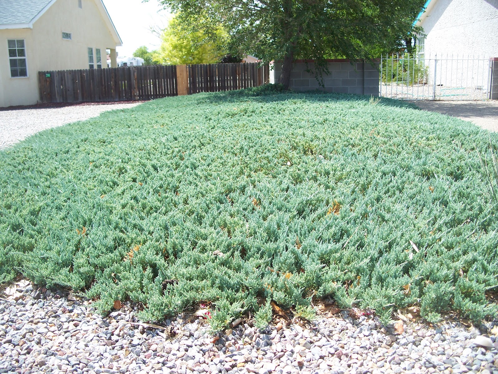 Stone Crop Ground Cover - A Comprehensive Guide - Succulent Source