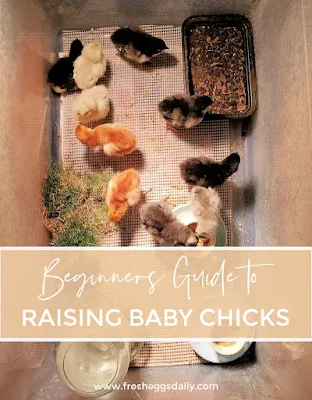 beginners guide to raising baby chicks
