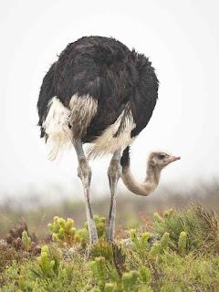 Avestruz el 4º animal más alto del mundo