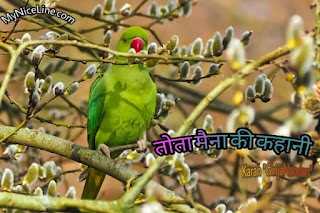 तोता मैना की प्रेरणादायक कहानी | किस्सा तोता मैना | tota maina popular short story in hindi with moral. top famous inspirational stories in hindi on parrot life