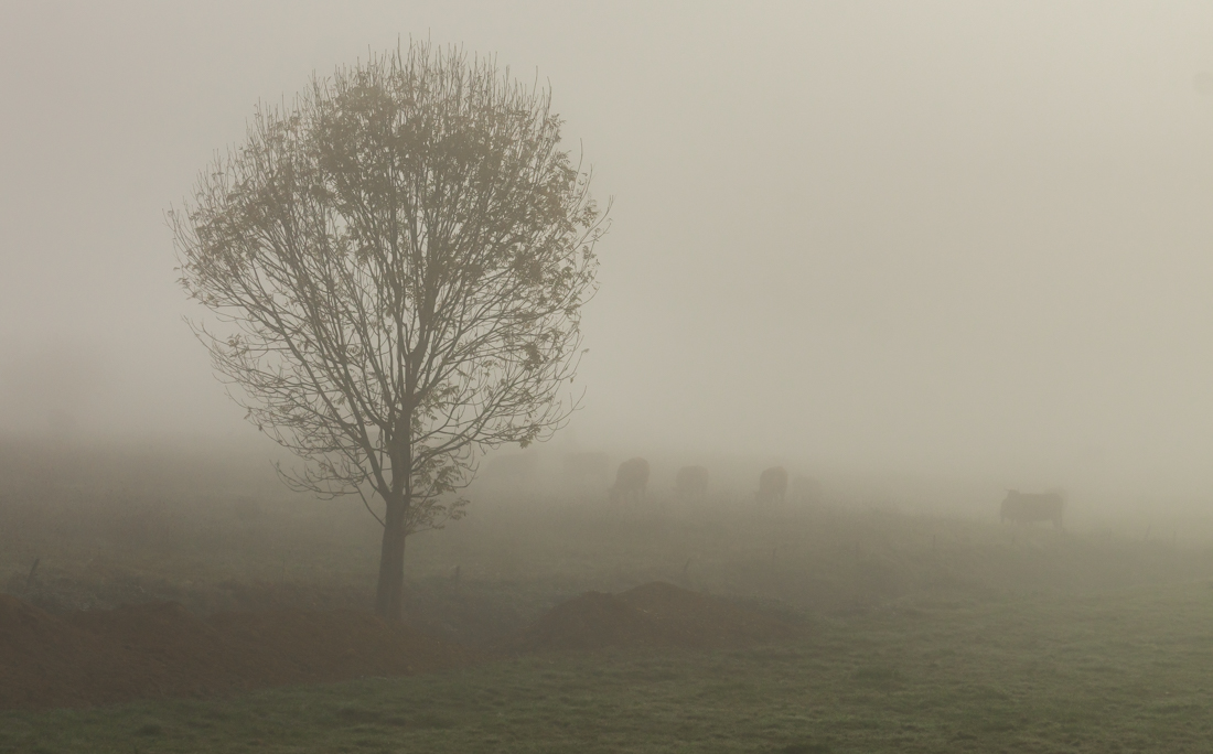 Туман в долине Туман в долине