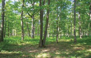 La forêt et ses mystères La forêt et ses mystères