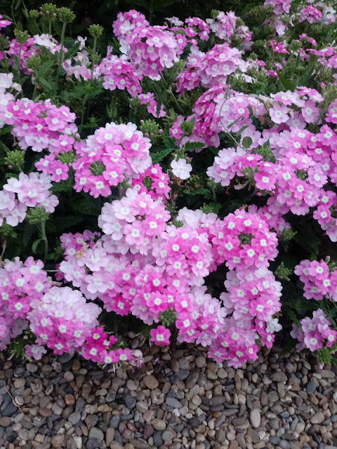 Flores de la verbena de color rosado plantadas en en jardín
