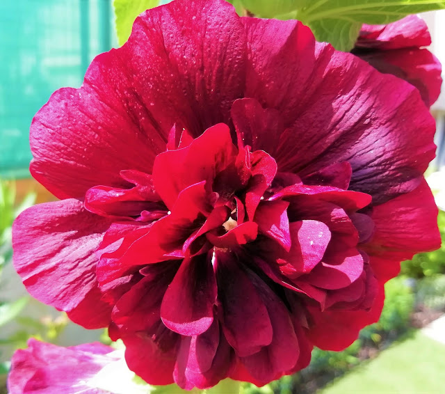 Malvón o malva real (Alcea rosea L.).