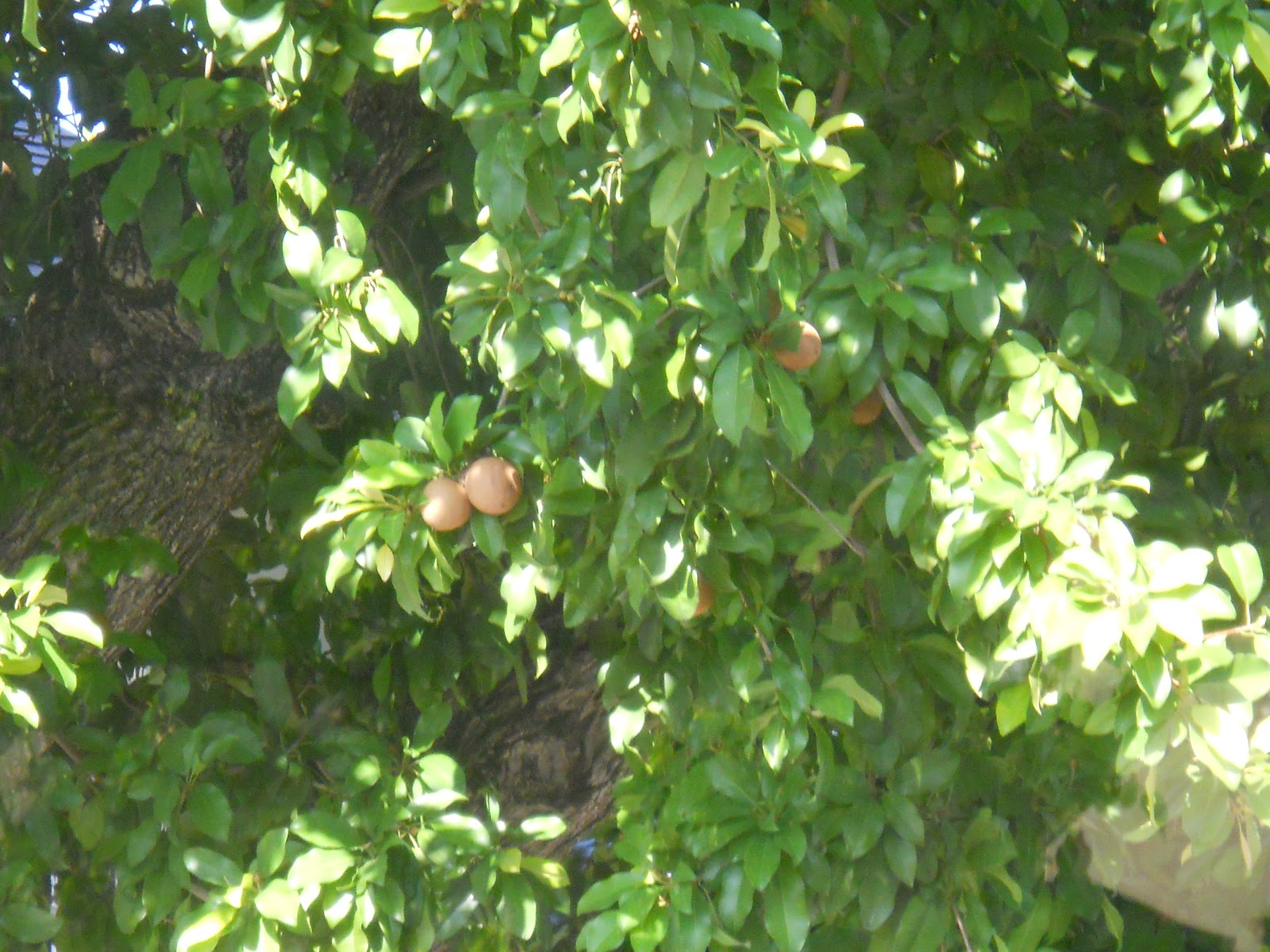 Smoky Mountain Family Historian Key West Trees