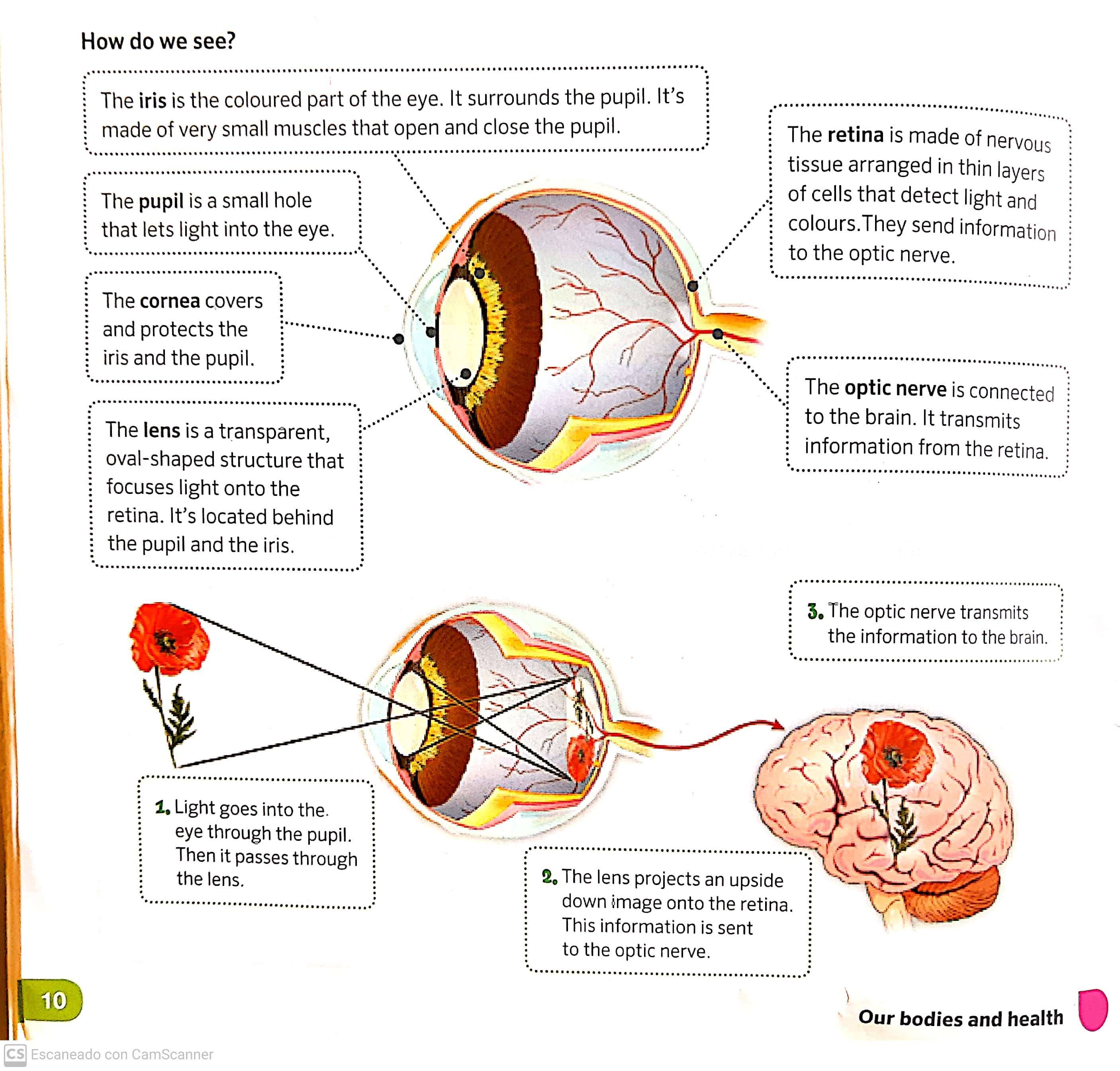 El blog del profe Javier How do we see and hear?