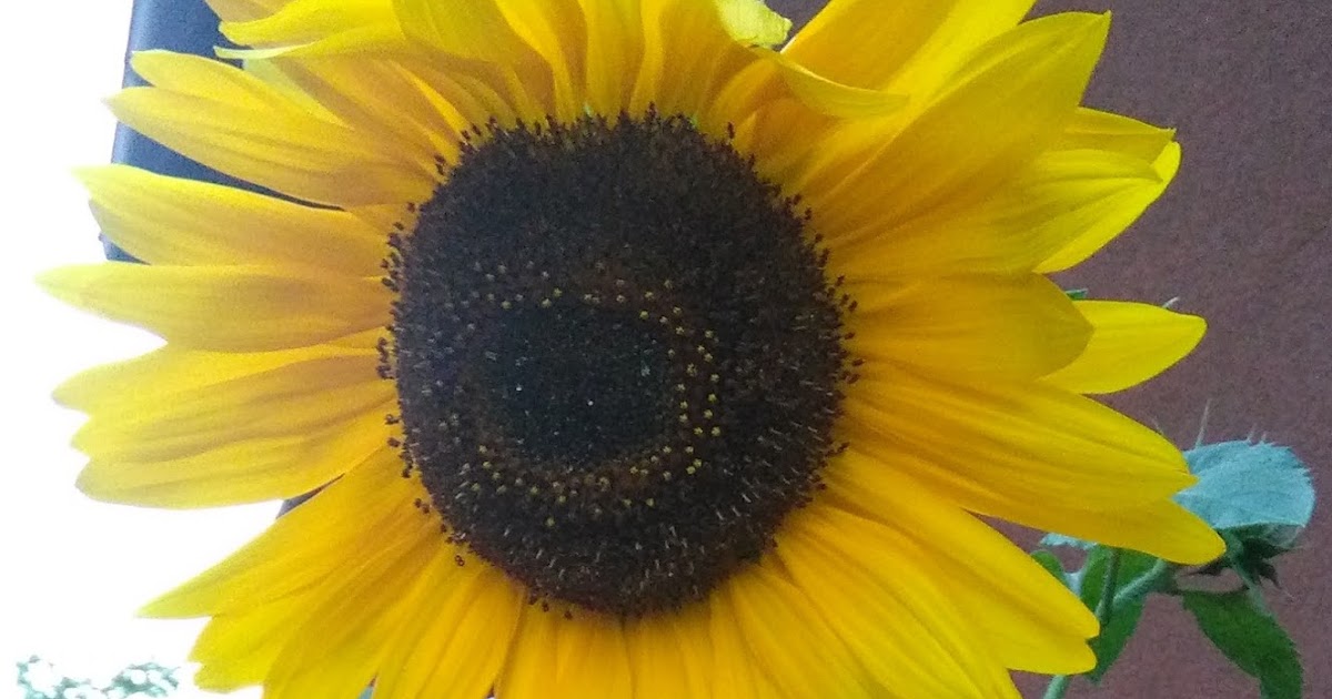 SUNFLOWER VISION