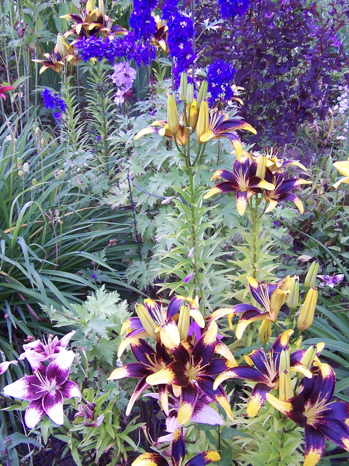 Perennial Passion Lionheart Asiatic Tango Lilies & other Yellow July Bloomers