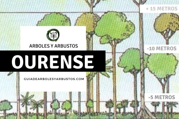 Arboles y arbustos de la provincia de Ourense