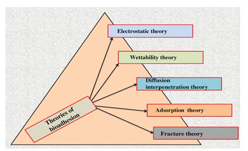 Fig. 5: Theories of bioadhesion