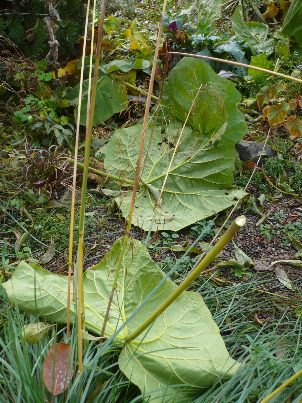 Whatsitgarden Leaf drop Paulownia tomentosa style...