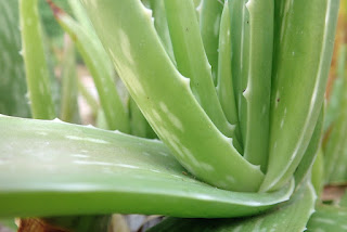 Aloe Vera