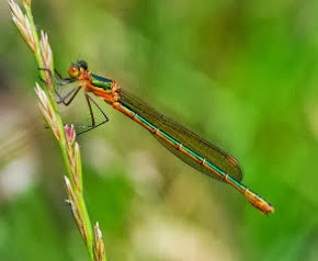 Emerald Damselfly female