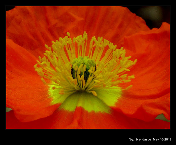 katescabinbirdsanctuaryintexas: What Is A Poppy? (Poppy Photo Blog)