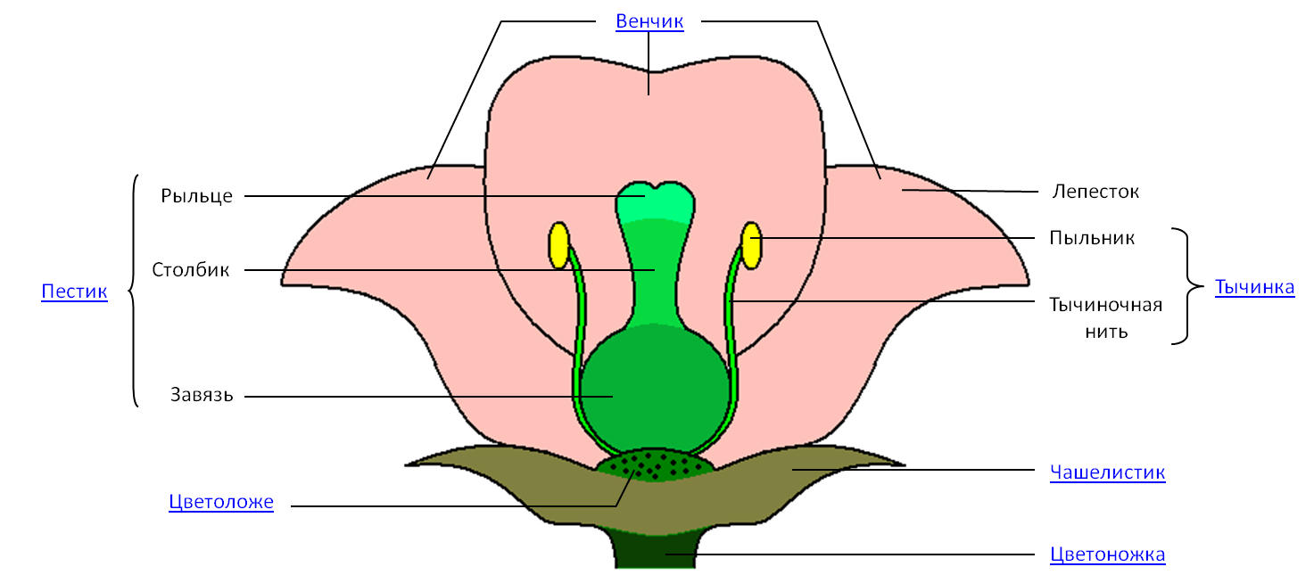 Какие половые клетки образуются в пыльнике цветка. Строение цветка ЕГЭ. Венчик рыльце. Строение цветка для ЕГЭ по биологии. Строение цветка ЕГЭ биология.