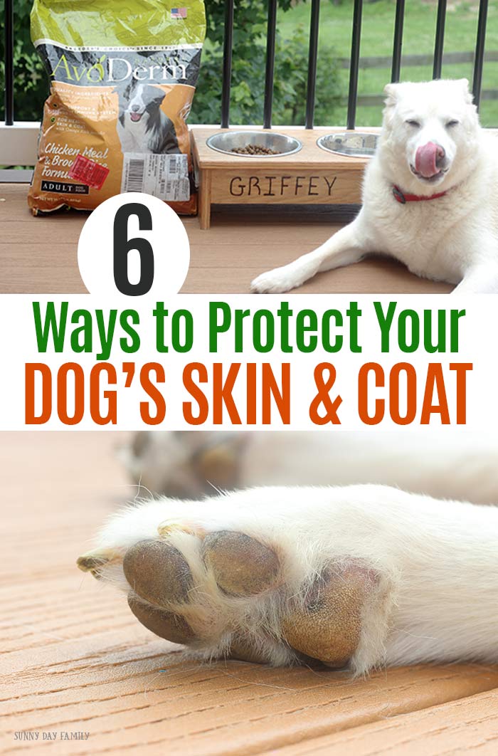 6 Easy Ways to Protect Your Dog's Skin & Coat Health Sunny Day Family