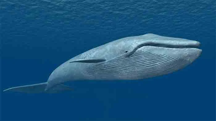 News, Kerala, State, Sea, Technology, Thiruvananthapuram, Blue whale,