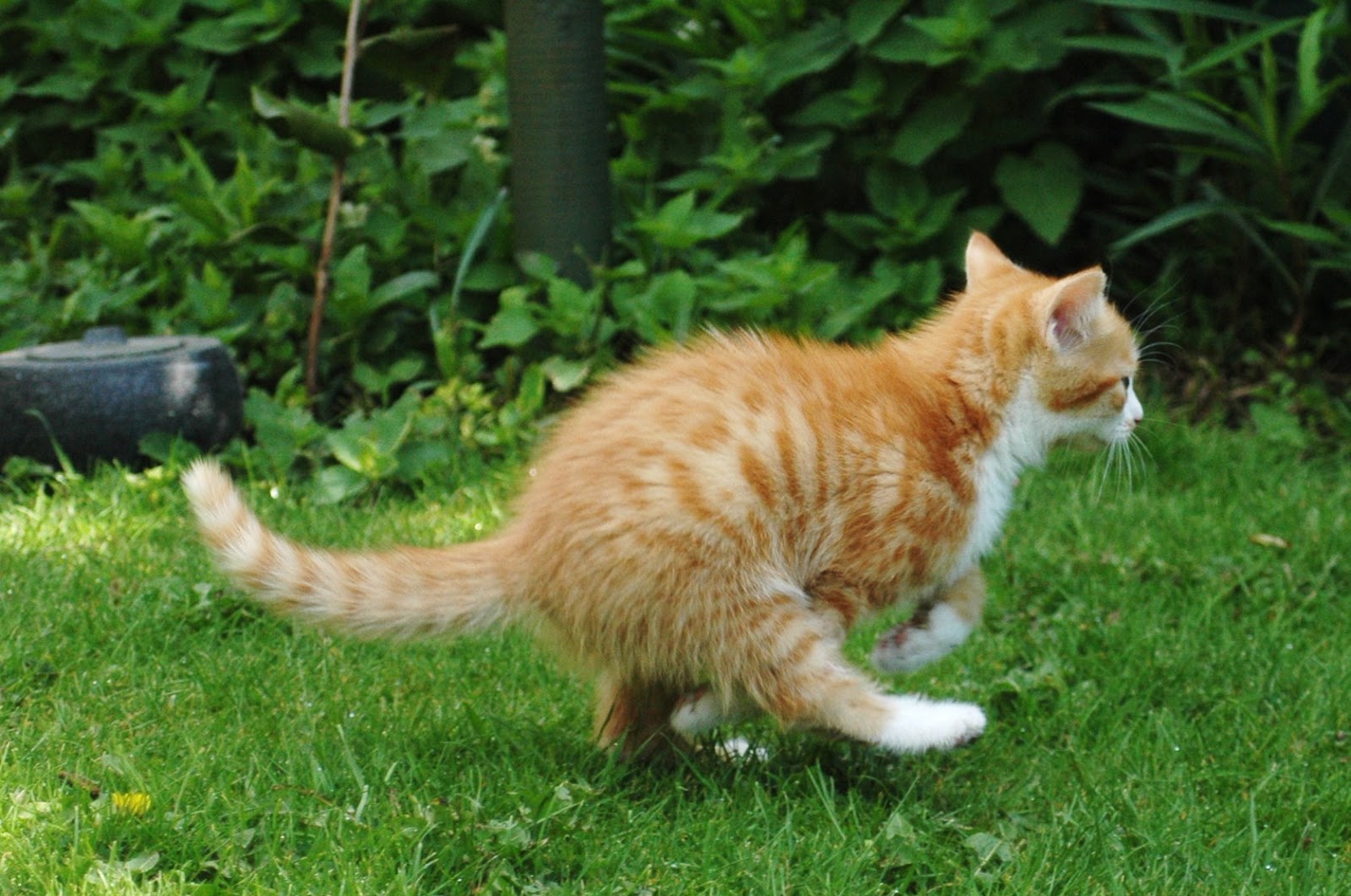 Why Do Cats Go Completely Insane After Pooping? I love animals