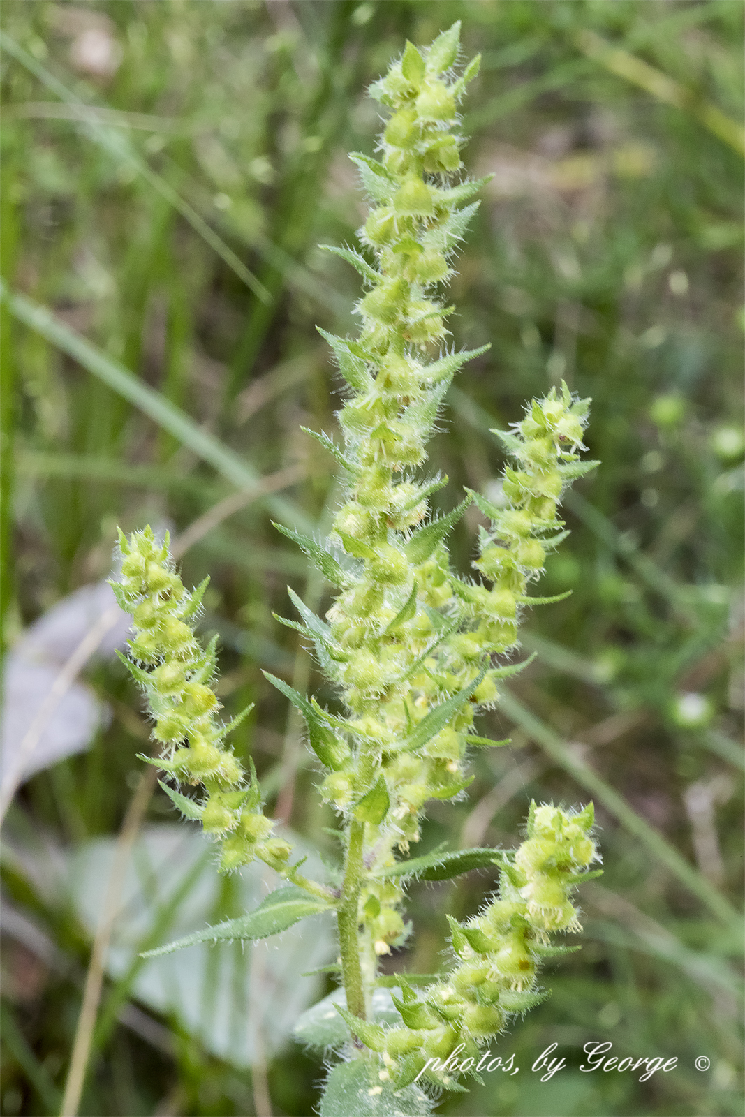 "What's Blooming Now" Annual Ragweed, Short Ragweed (Ambrosia